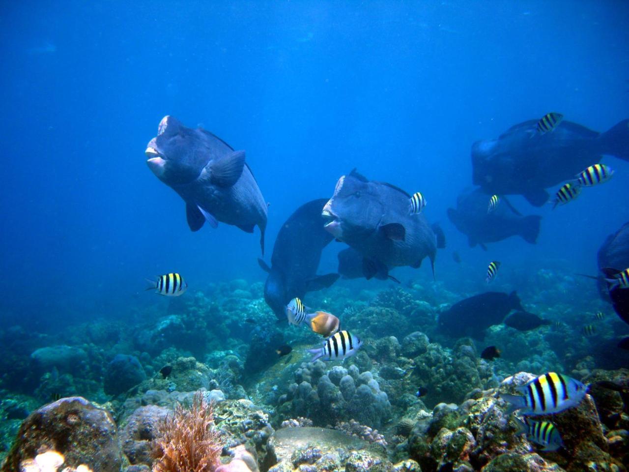 Matahari Tulamben Resort, Dive & Spa Tiện nghi bức ảnh